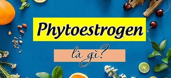 Phytoestrogen là gì