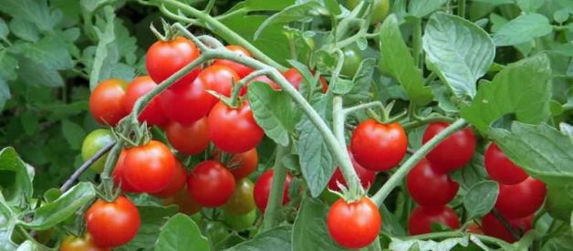 Những thông tin thú vị về cà chua